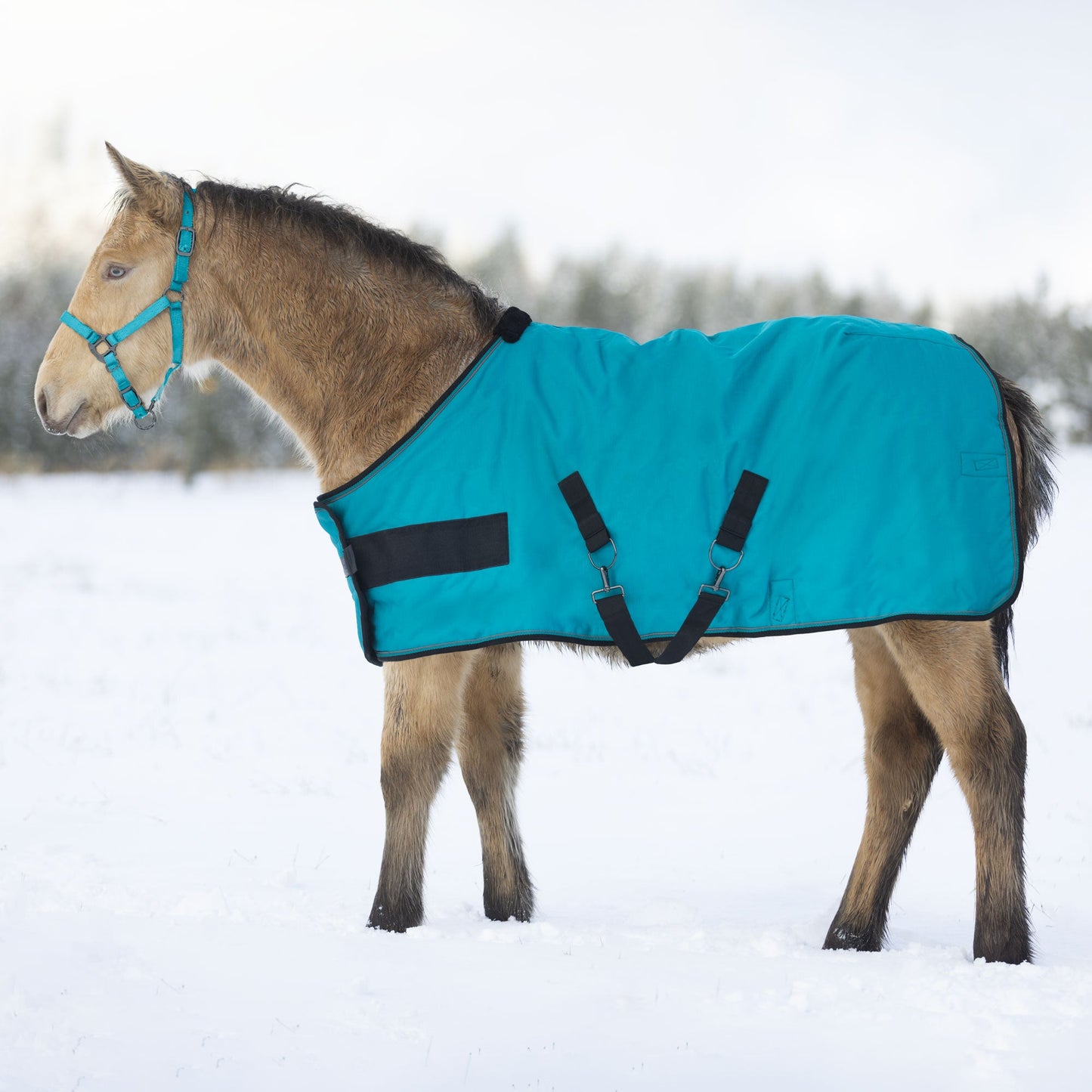 1200D 180G Medium Weight Waterproof & Breathable Adjustable Weanling Winter Turnout Blanket
