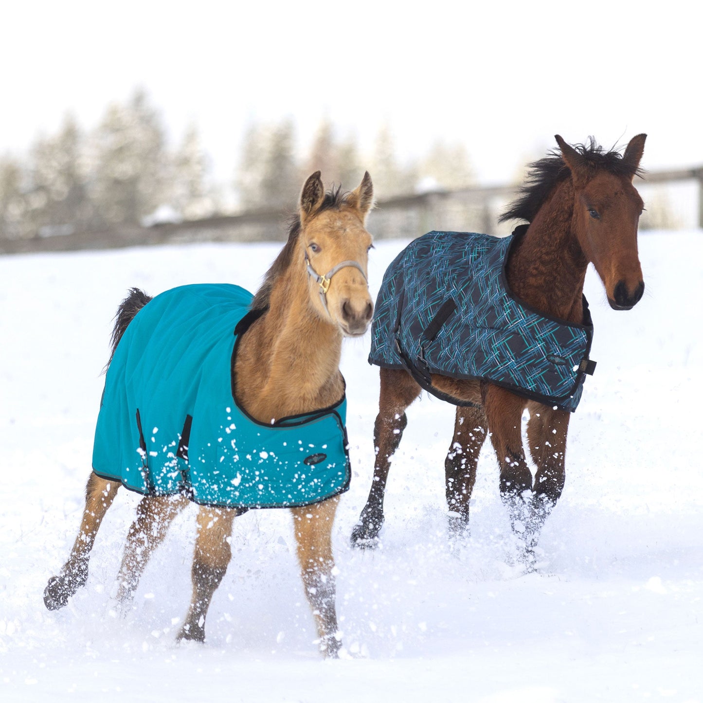 1200D 180G Medium Weight Waterproof & Breathable Adjustable Weanling Winter Turnout Blanket