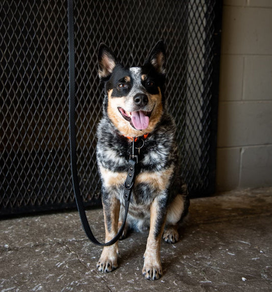 PRO4MANCE | Com4rt Grip Dog Leash