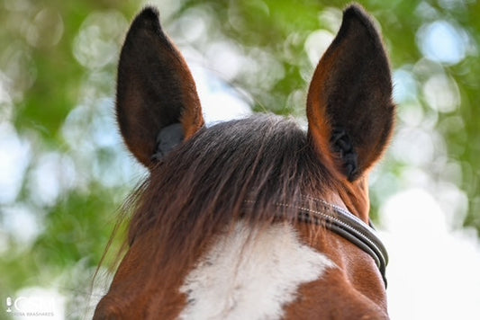 LT® Horse Ear Plugs