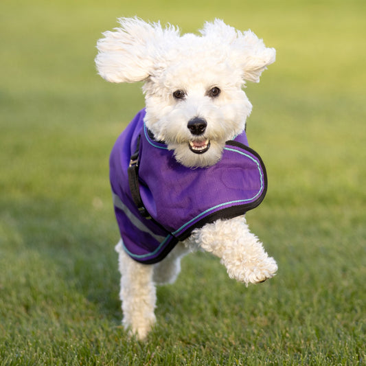 Winter Dog Coat - 180G Medium Weight - Waterproof & Breathable