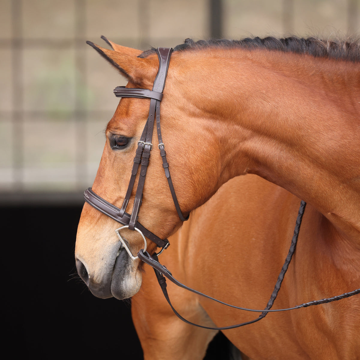 Avignon Wellington Bridle