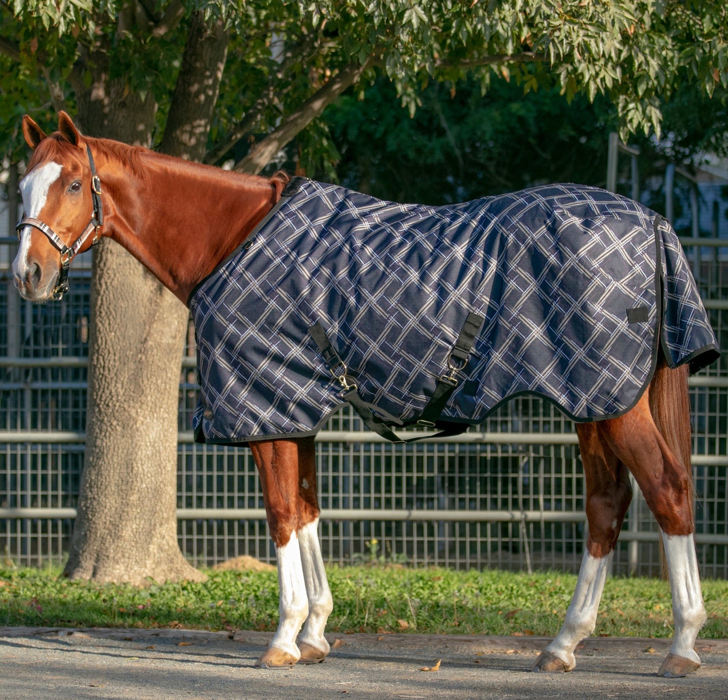 1200D Midweight 180g Horse Winter Turnout Blanket - Waterproof & Breathable