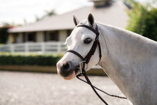Farnley Bridle