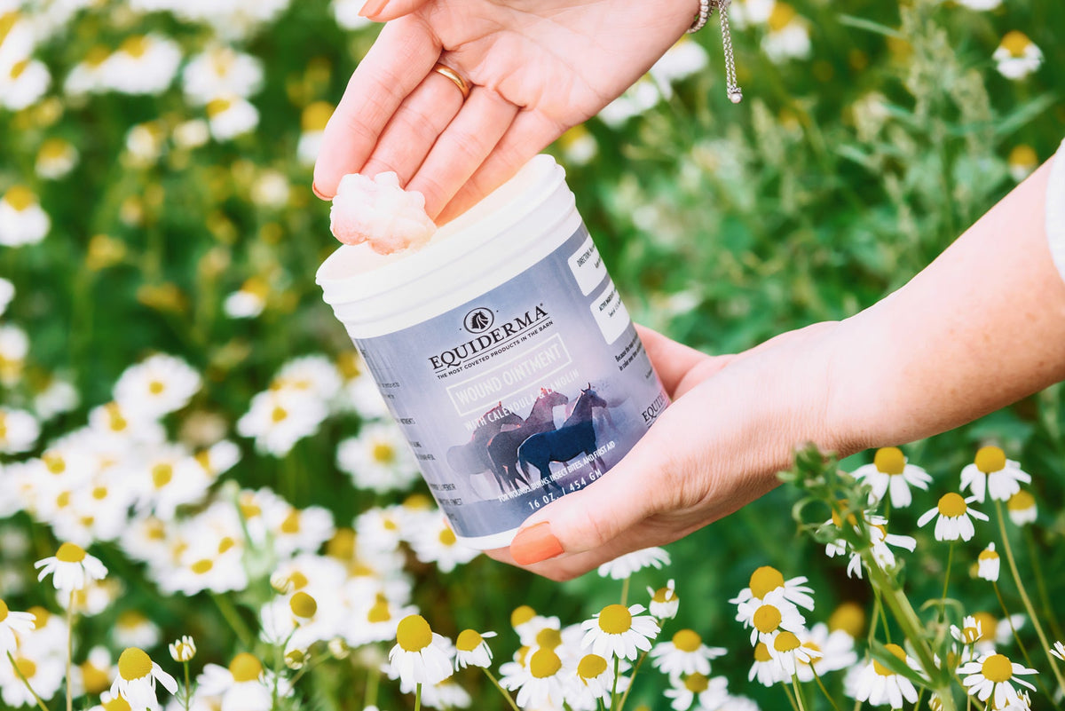 Calendula & Sunflower Wound Ointment