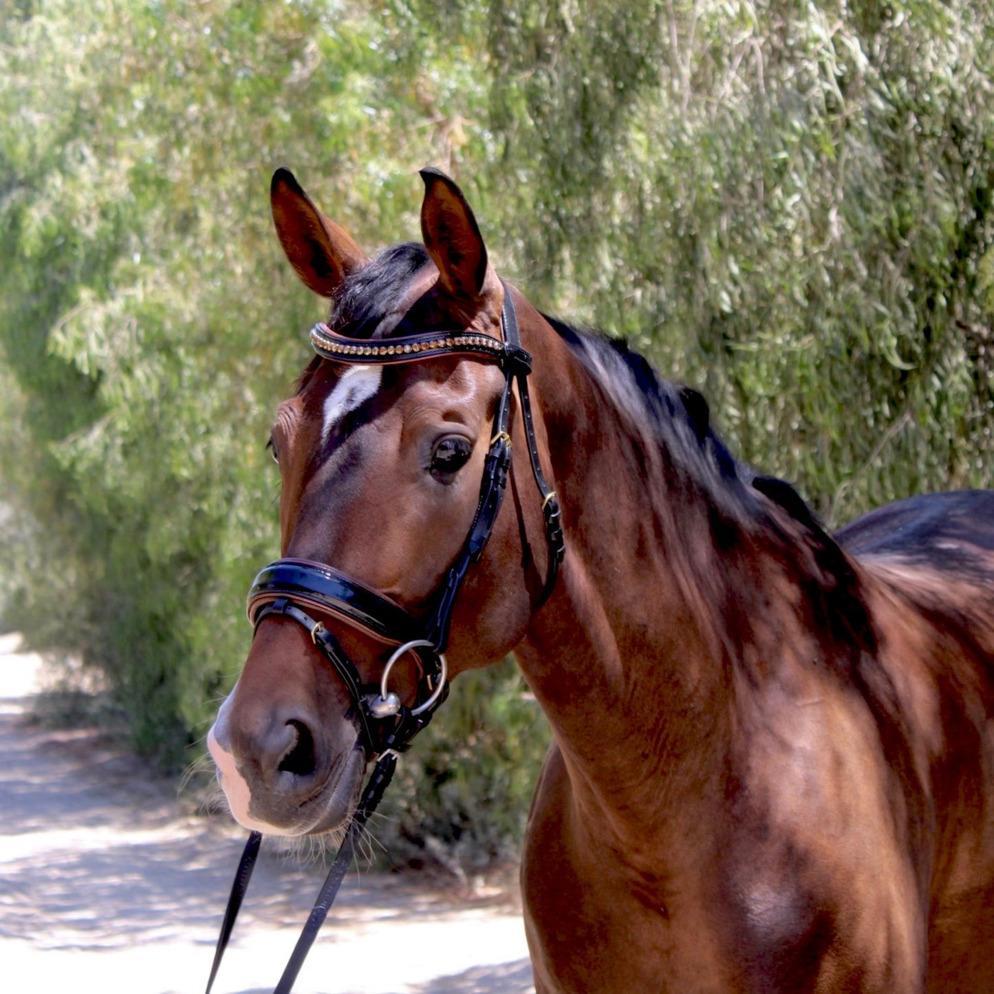 The Palermo Black Patent Leather Snaffle with Brown Padding
