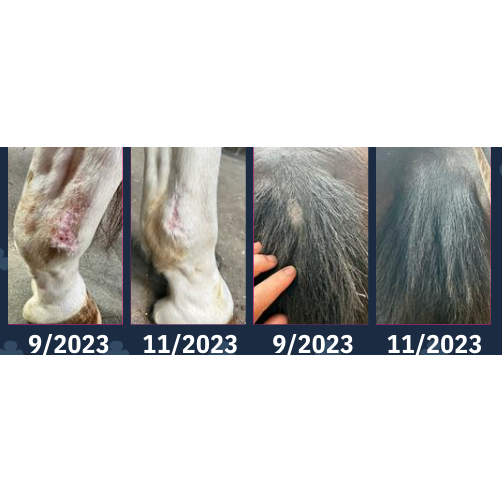 MAVRIK Hair, Coat and Scar Repair | Hair Regrowth Oil