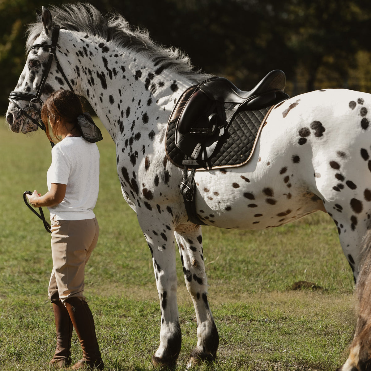 Dressage Pad, Black & Gold Leaf - End of season